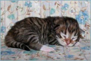 Female Siberian Kitten from Deedlebug Siberians